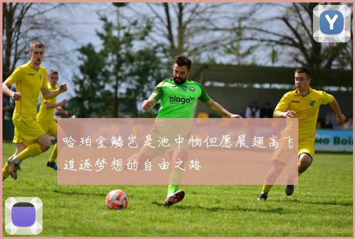 哈珀金鳞岂是池中物但愿展翅高飞追逐梦想的自由之路
